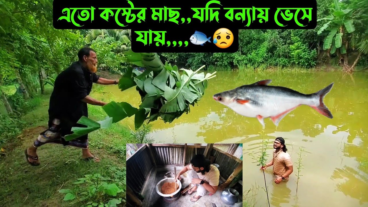 এতো কস্টের মাছ,,যদি বন্যায় ভেসে যায়,,,,🐟😥