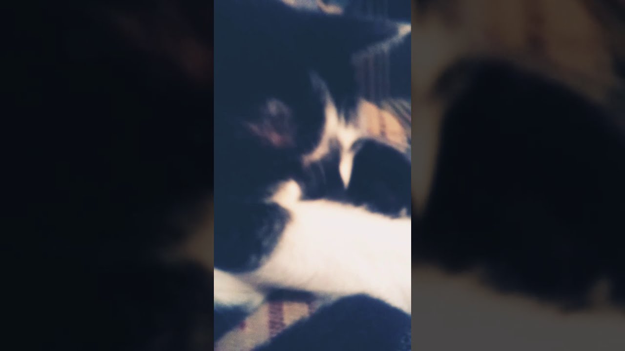 Meet Tucker the cat. 