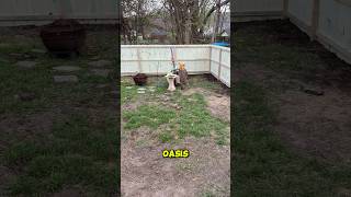 The "Oasis" Origins: Fence First, Wildflowers Next!🪻#DIYGarden #garden #DesMoines