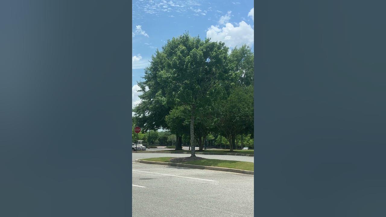 look-at-this-big-regular-maple-in-auburn-alabama-trey-pitchford