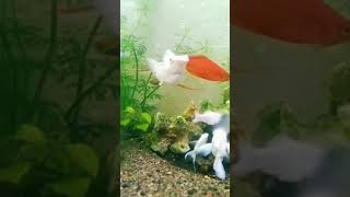 fish tinyfish aquariumfish mollyfishhobby  hfk pkbm