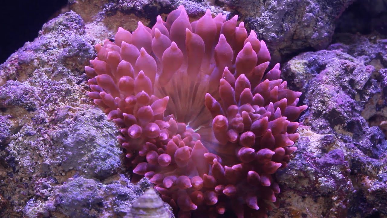 Red Sea Reefer Pt16: Adding Anemone