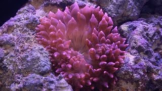 Red Sea Reefer pt16: Adding Anemone