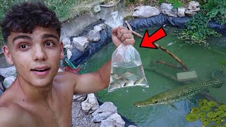 i PRIMI PESCI nel laghetto dei BABY PESCI PREDATORI!