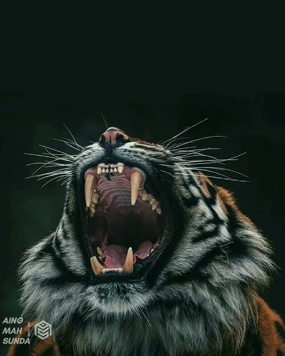 Lalaki getih siliwangi