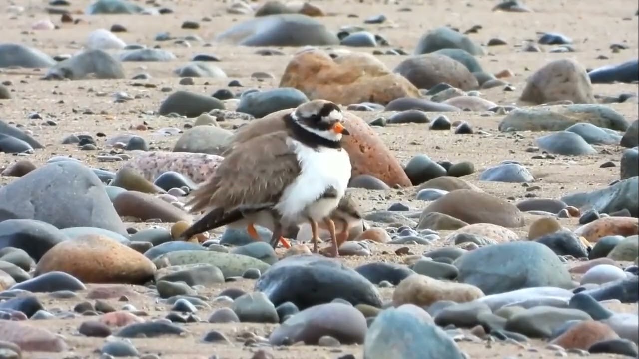 Common Ringed Plover  Charadrius hiaticula
