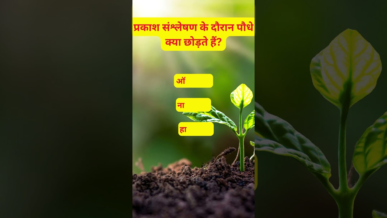 ⏱️ Quick Hindi 5s Quiz Challenge 