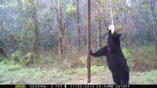 Bear Deterrent Air Horn