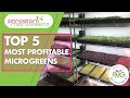 Top 5 most profitable microgreens