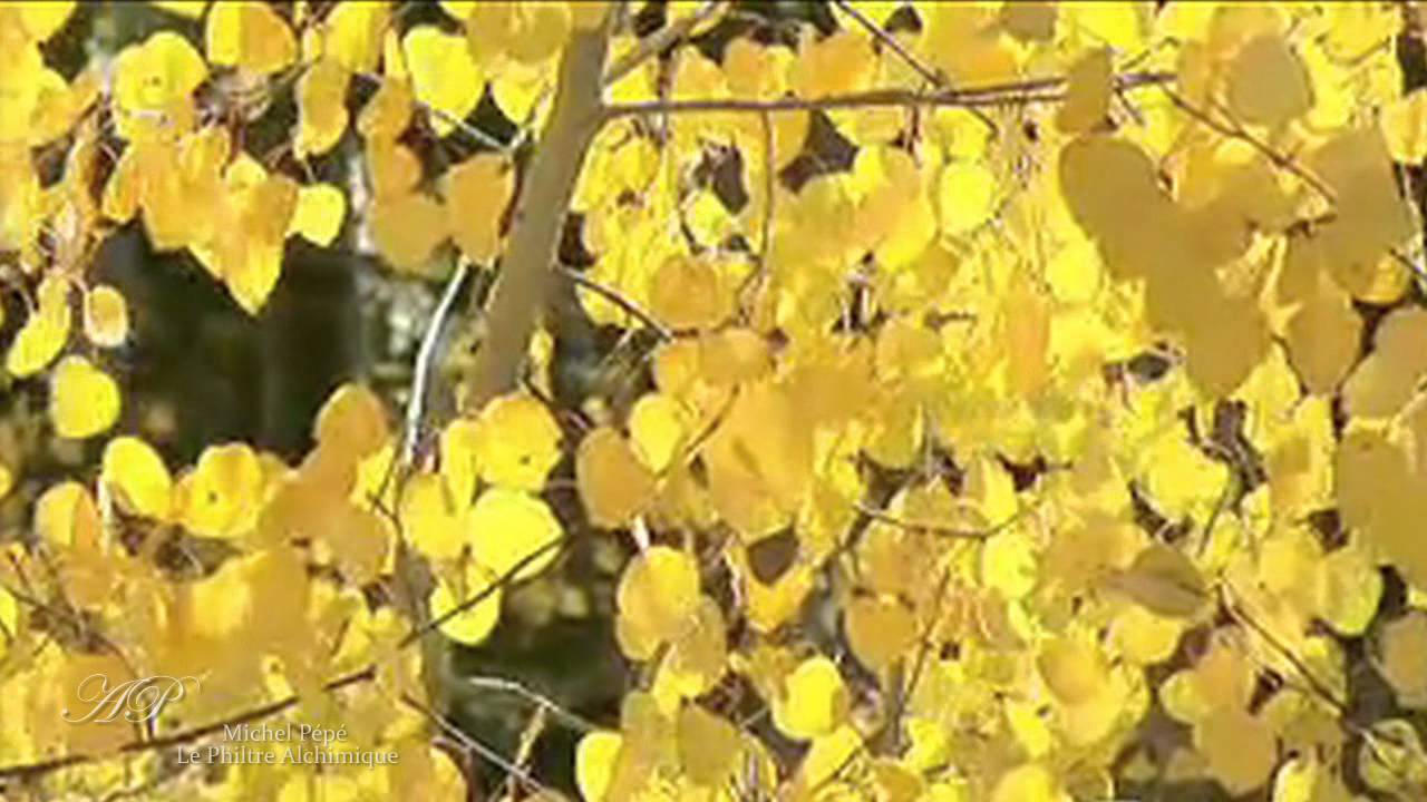 Watch Relaxing music - Michel Pépé - Le Philtre Alchimique (Elixir d'Amour Album 2012) on YouTube Watch Relaxing music - Michel Pépé - Le Philtre Alchimique (Elixir d'Amour Album 2012) on YouTube