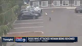 Dogs who attacked pregnant woman in Tacoma being rehomed