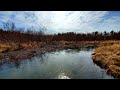 Beaver Trapping a Shallow Trout Stream