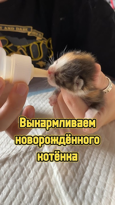 Как мы выкармливаем новорождённого котёнка 🍼 #питомцы #котики # ...
