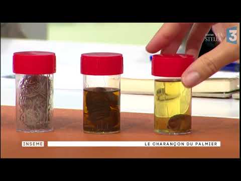 Image du reportage "Inseme 2 du18/10/2017: "le charançon rouge, le fléau des palmiers" (France 3 Corse ViaStella)