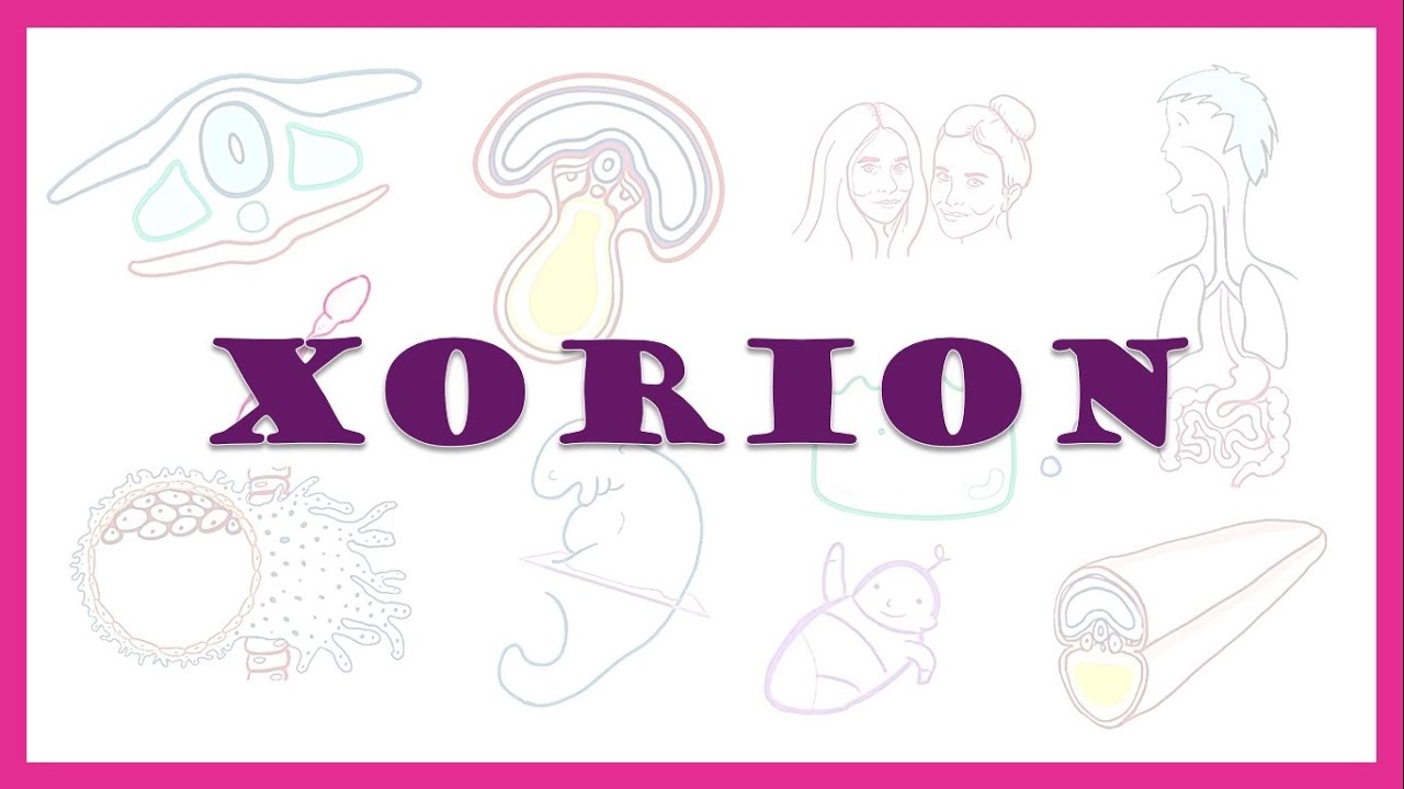 Xorion | Chorion | Embrional rivojlanishning 1-4 haftalari