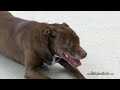 Adoptable Pet of the Week: Star
