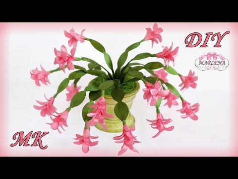 Video: Jak se starat o květinu Decembrist doma