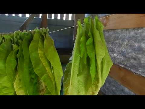 Сушка листьев табака