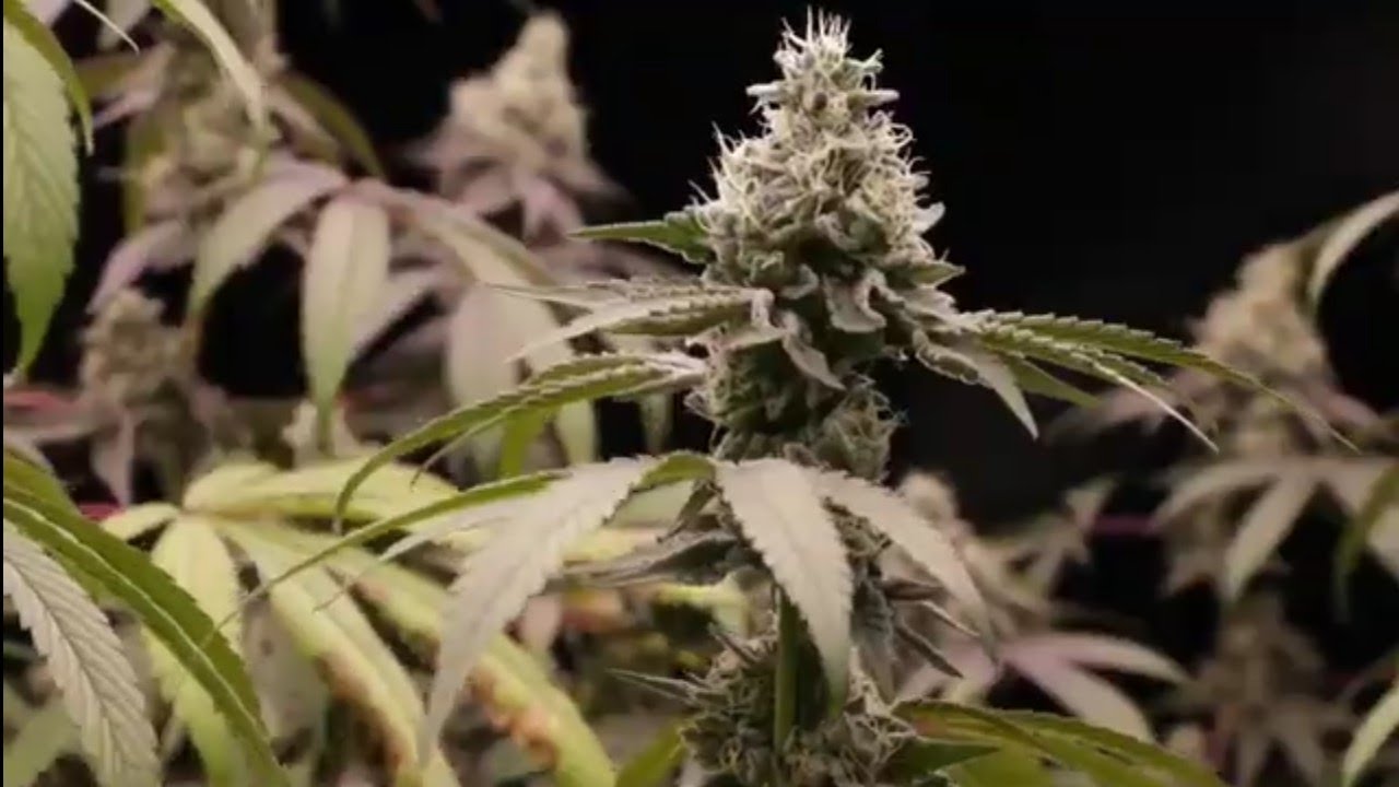 Incrível crescimento da maconha uma planta várias cura !!! 