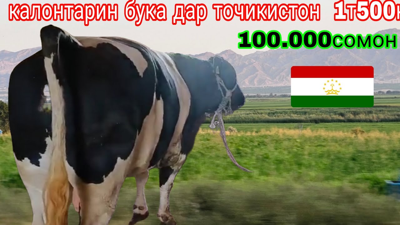 Букаи калонтарин 1тоннаву 500кело