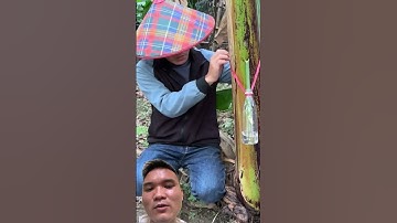 Lấy Nước Sạch Từ Thân Cây Chuối #tienichthongminh