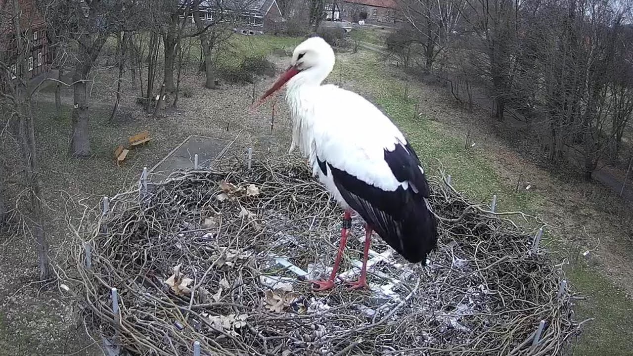 Storchennest Holtorf