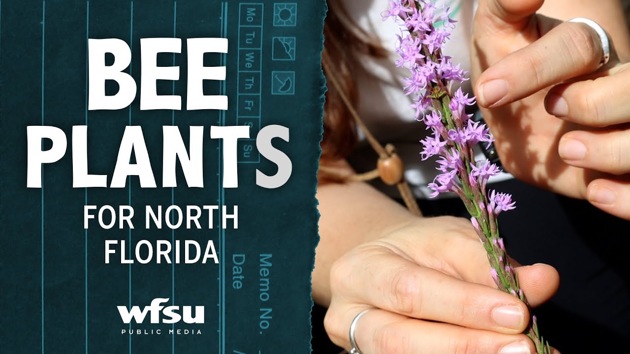 Bee Friendly Plants for Your North Florida Garden YouTube