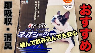 子犬のおしっこシート紹介！ シートを噛む犬にオススメ！！