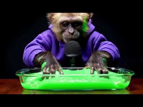 Joe "Monkey" Rogan podcast.