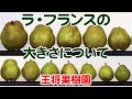 王将果樹園で取り扱っているラ・フランスのサイズについて