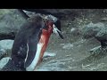 Heartbreaking! Ultimate Penguin Sacrifice | Life in the Freezer | BBC