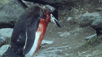 Heartbreaking! Ultimate Penguin Sacrifice | Life in the Freezer | BBC