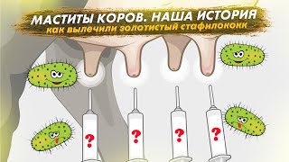 Чуть не потеряли все стадо! Маститы коров в нашем хозяйстве. Как вылечить золотистый стафилококк.