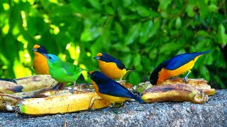 GATURAMO SANHAÇOS E SAÍRAS, Aves alvoroçadas no Comedouro das Bananas!