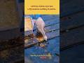 helping nature || video for evening one #shorts #help #duckfeedingtofish #trending #viral,🪿🐟🐟🐟
