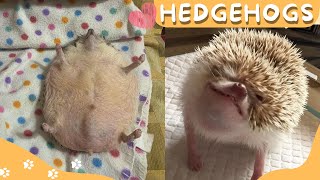 ✨🦔 Funny and Cute Hedgehog Compilation 😍🦔✨ #2