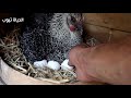 The Fayoumi hen lay on eggs inside the rabbit box and hatched 10 chicks