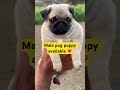Male pug available #dog #veterinarypharmacist #puppy #pets