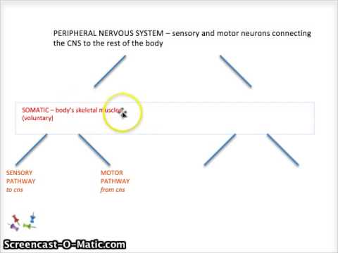 2.1 peripheral nervous system - YouTube