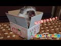 【ハリネズミ】出荷予定?のペロさんだよ<ゆっくりボイス>