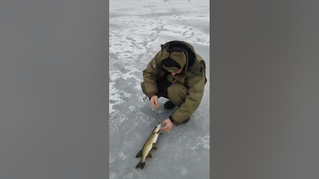 Звуко-буквенный разбор слова щуку. Звуко буквенный анализ слова щука. Щука разбор 1. Щука фонетический разбор. Звуковой анализ слова.