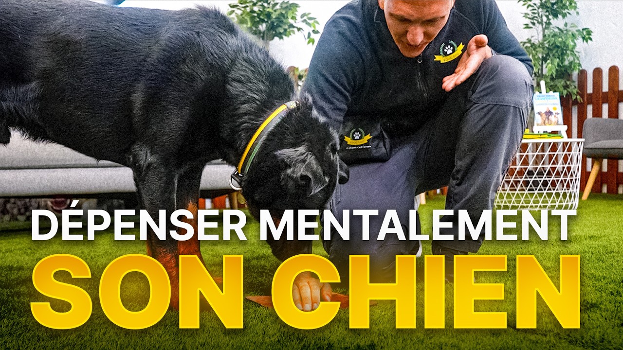 Je te montre 3 exercices pour dépenser ton chien MENTALEMENT !