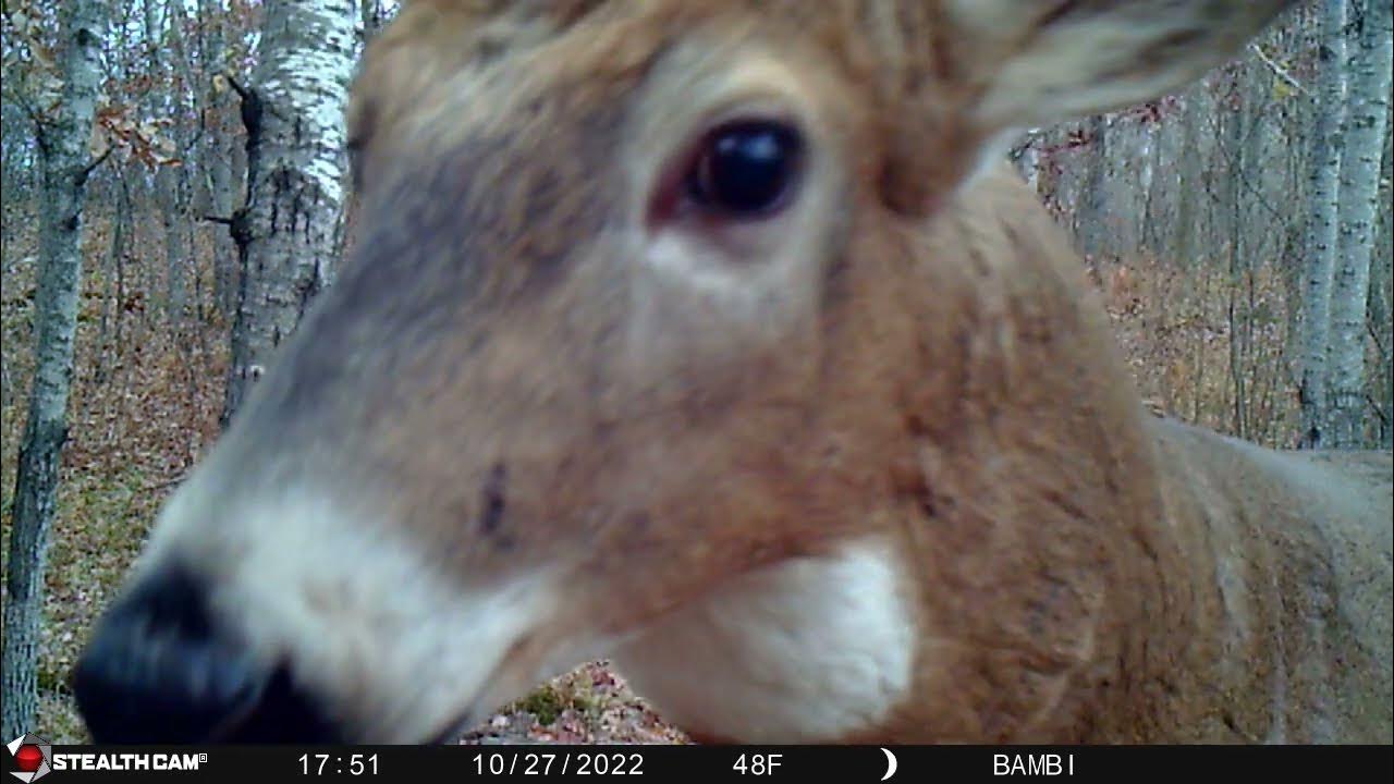 Wounded buck? YouTube