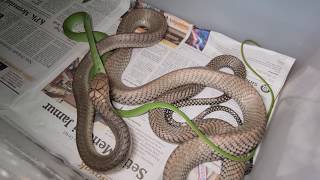 King Cobra Makan Ular Pohon - King Cobra Eats Asian Vine Snake - Ophiophagus hannah