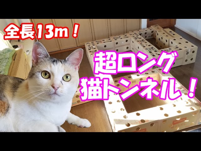 超ロングなダンボール猫トンネルに挑むネコ吉 Neko Cat Tried The Ultra Long Handmade Cardboard Cat House Youtube