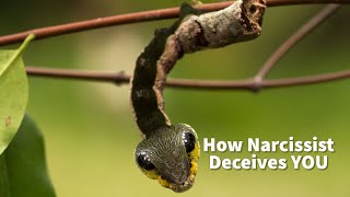 How Narcissist Deceives YOU (Aggressive Mimicry: Predator Faking Prey)