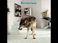 Grinderman - Palaces Of Montezuma