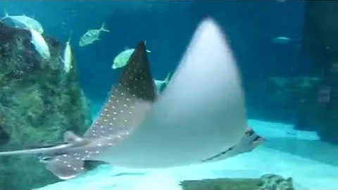 Какие бывают скаты