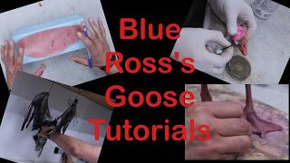 Blue Ross's Goose Tutorial series, .. Trailer 2.