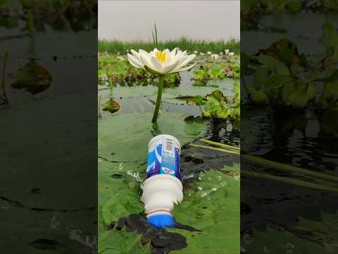 Bottle Fish Trapping
